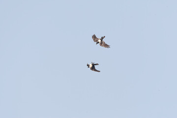 Pied Crow, Corvus albus