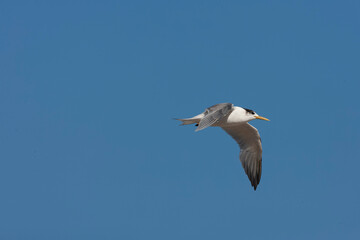 Fototapeta na wymiar Greater Crested Tern, Thalasseus bergii