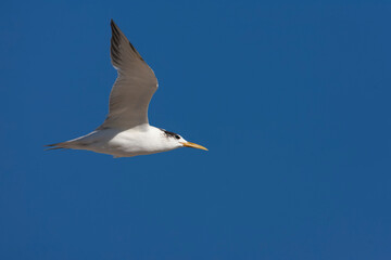 Greater Crested Tern, Thalasseus bergii