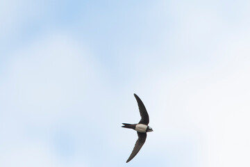 Alpengierzwaluw, Alpine Swift, Apus melba