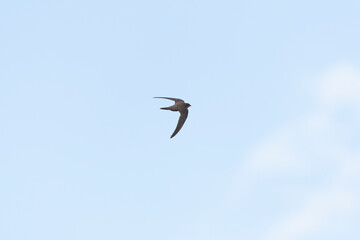 Alpengierzwaluw, Alpine Swift, Apus melba