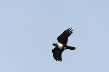 Pied Crow, Corvus albus