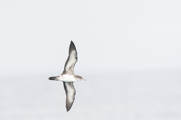 Pink-footed Shearwater, Ardenna creatopus