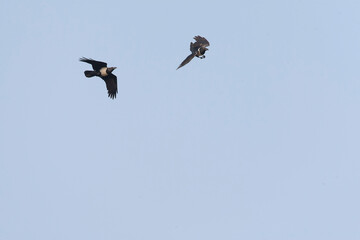 Pied Crow, Corvus albus