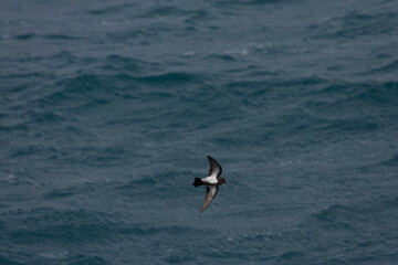 Fototapeta na wymiar Black-bellied Storm Petrel, Fregetta tropica