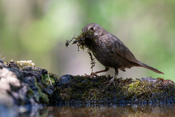 Eurasian Blackbird, Turdus merula