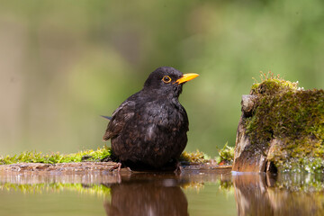Eurasian Blackbird, Turdus merula