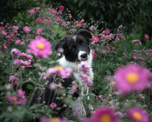 Cute puppy sitting among the pink flowers and looking at camera. Black and white border collie on blossoming meadow . High quality horizontal photo