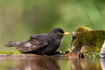 Eurasian Blackbird, Turdus merula