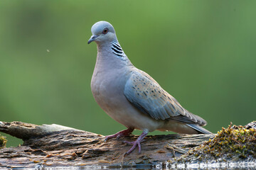 Turtle Dove, Streptopelia turtur