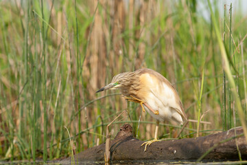 Squacco Heron, Ardeola ralloides