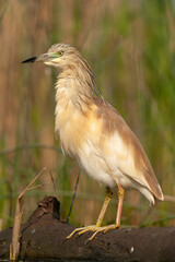 Squacco Heron, Ardeola ralloides