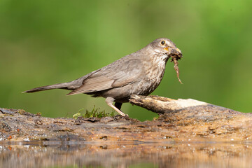 Eurasian Blackbird, Turdus merula