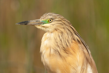Squacco Heron, Ardeola ralloides
