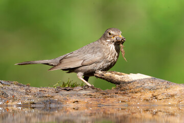Eurasian Blackbird, Turdus merula