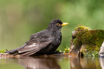 Eurasian Blackbird, Turdus merula