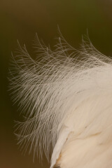 Little Egret, Egretta garzetta