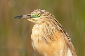 Squacco Heron, Ardeola ralloides