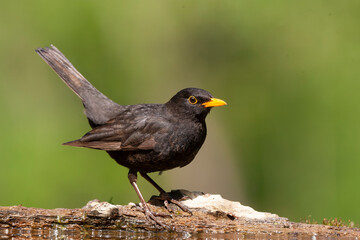 Eurasian Blackbird, Turdus merula