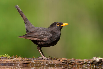 Eurasian Blackbird, Turdus merula