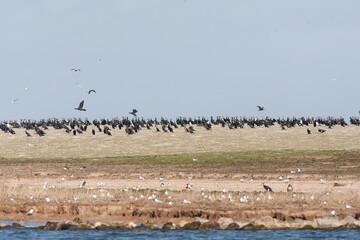 Great Cormorant, Phalacrocorax carbo