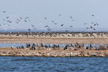 Great Cormorant, Phalacrocorax carbo