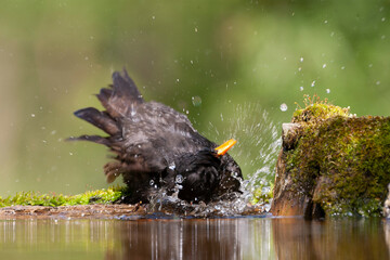 Eurasian Blackbird, Turdus merula