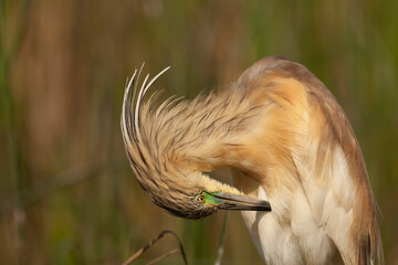 Squacco Heron, Ardeola ralloides