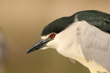 Black-crowned Night Heron, Nycticorax nycticorax