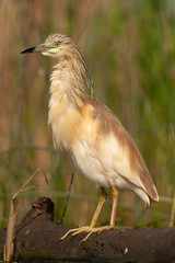 Squacco Heron, Ardeola ralloides
