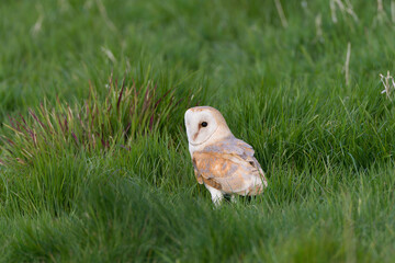 Barn Owl, Tyto alba