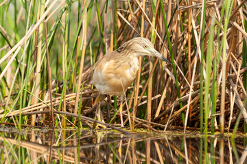 Squacco Heron, Ardeola ralloides