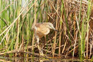 Squacco Heron, Ardeola ralloides