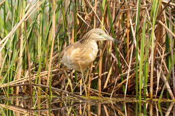Squacco Heron, Ardeola ralloides