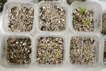 Gardening at home, planting the seeds in potting mix propagator tray for sprouting.  Plant shoots in containers. Indoor garden. 