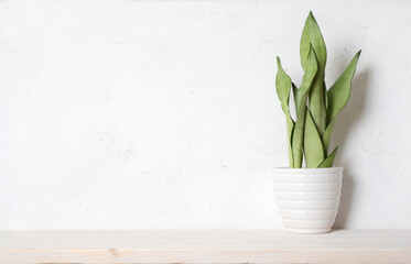Green plant in flower pot on wooden table with free space and abstract wall background
