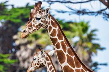 Reticulated giraffe, close-up, animal welfare concept