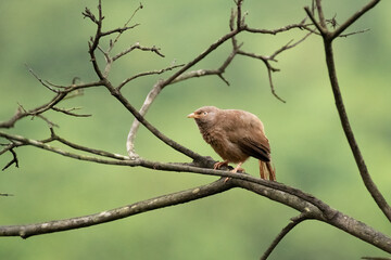 Jungle babbler perched on the branch of a dead tree