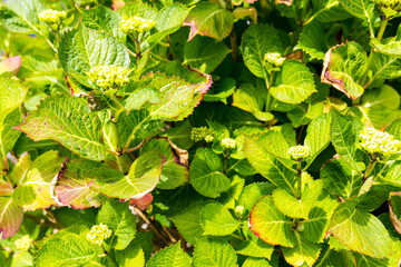 Close-up leave of hortensia infected by cercospora in garden