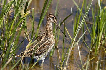 Common snipe (Gallinago gallinago), in alert position over the lagoon