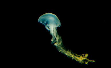 Jellyfish swimming in an aquarium on black background © Hamidi Mohammed