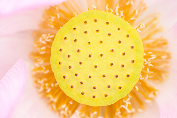Close up of lotus pollen and pollen on the lotus flower