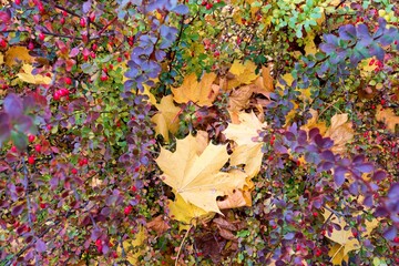 Autumn background. Autumn colors. Nature concept..Autumn leaves and berries. Autumn colors.
