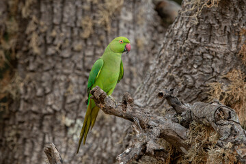 A green parrot sitting on the edge of a tree branch