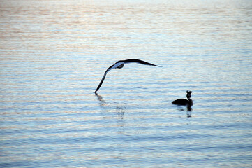 The Pūteketeke, a rare crested grebe, at Lake Wakatipu in Queenstown, New Zealand