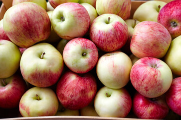 Wooden crate box full of fresh apples. Overhead view of fresh organic apples harvesting concept