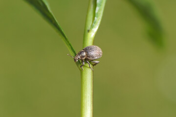 Marram gras weevil Philopedon plagiatus (plagiatum) on a stem. Tribe Cneorhini. Subfamily Broad-nosed Weevils (Entiminae). Family Curculionidae. Spring, Dutch garden.