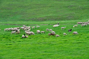 Obraz na płótnie Canvas The sheep of the grasslands