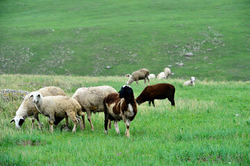 The sheep of the grasslands