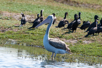 Pelecanus philippensis is a very large water bird species from the pelicans family. It spends its breeding season in southern Asia, from southern Pakistan through India to Indonesia. 